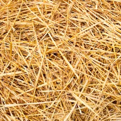 Paille de blé 14 kg