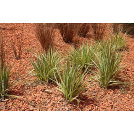 Paillage de Miscanthus 20 kg - Naturel et Durable pour Jardins