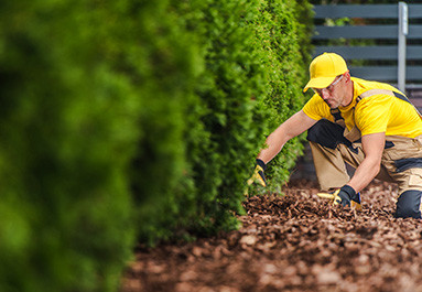 Un jardin plus vert : L'impact environnemental positif du paillage extérieur