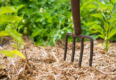 Les secrets d'un beau jardin : Tout sur le paillage extérieur