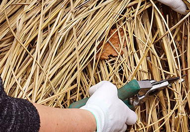 Paillage de Miscanthus : Avantages et Techniques d'Application